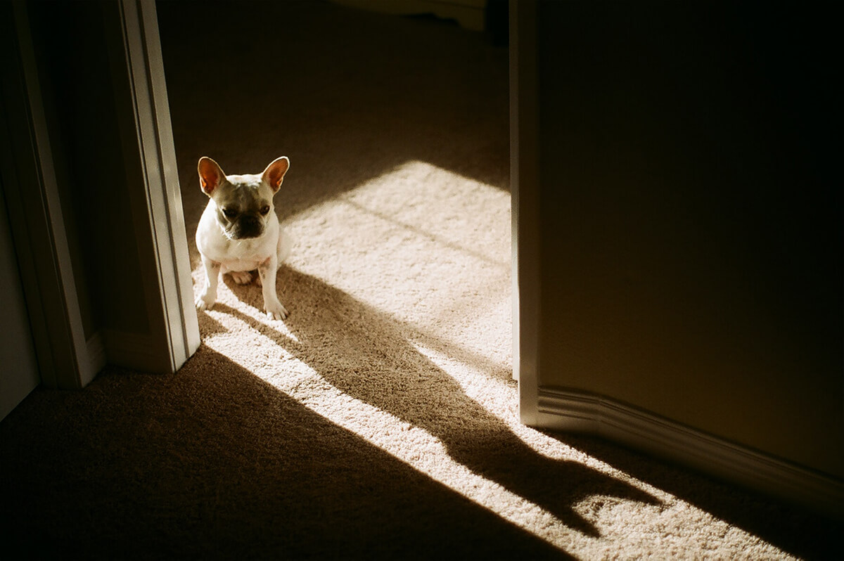Dog standing in doorway with dramatic lighting