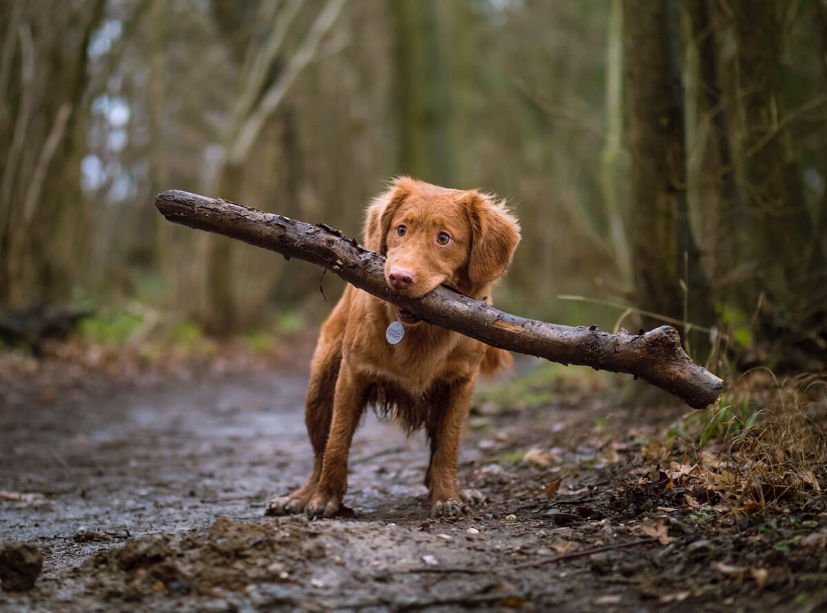 Dog holding a stick