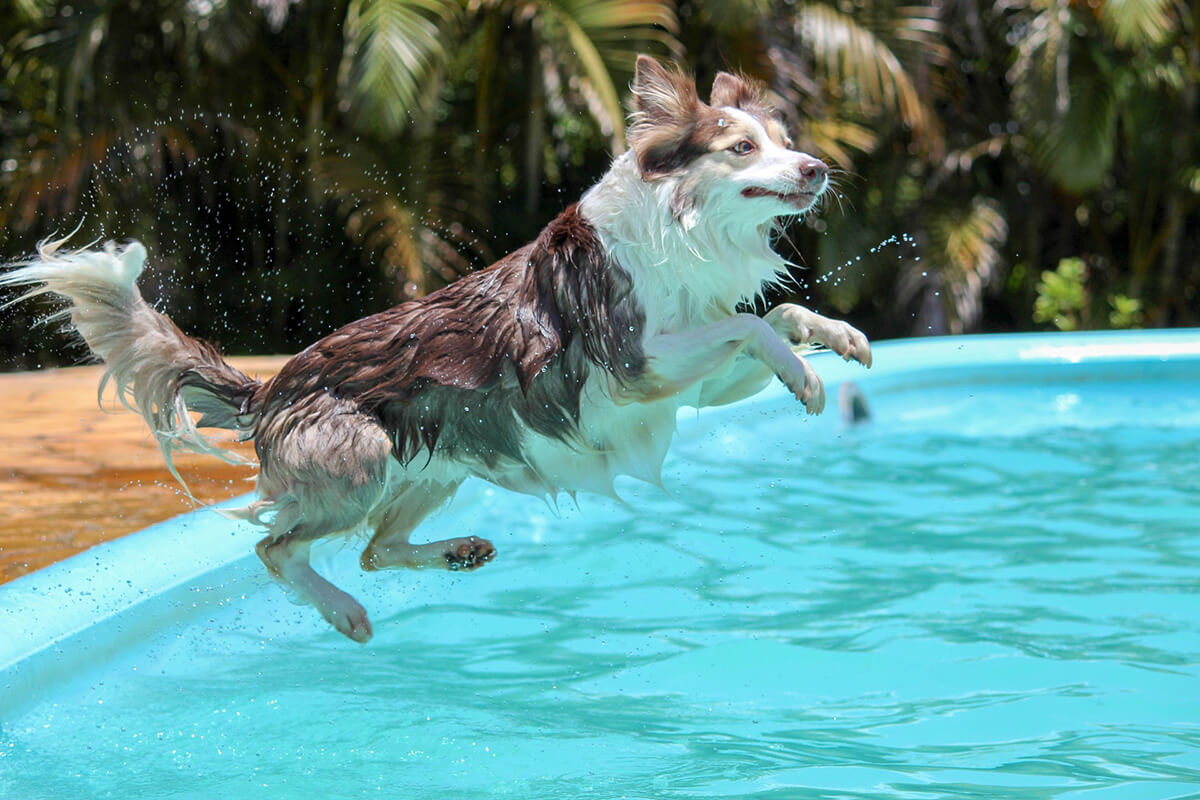 Dog jumping into a pool